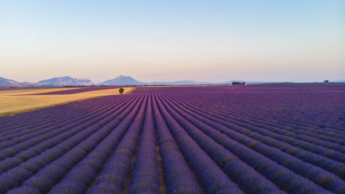 Plateau Valensole Lavende