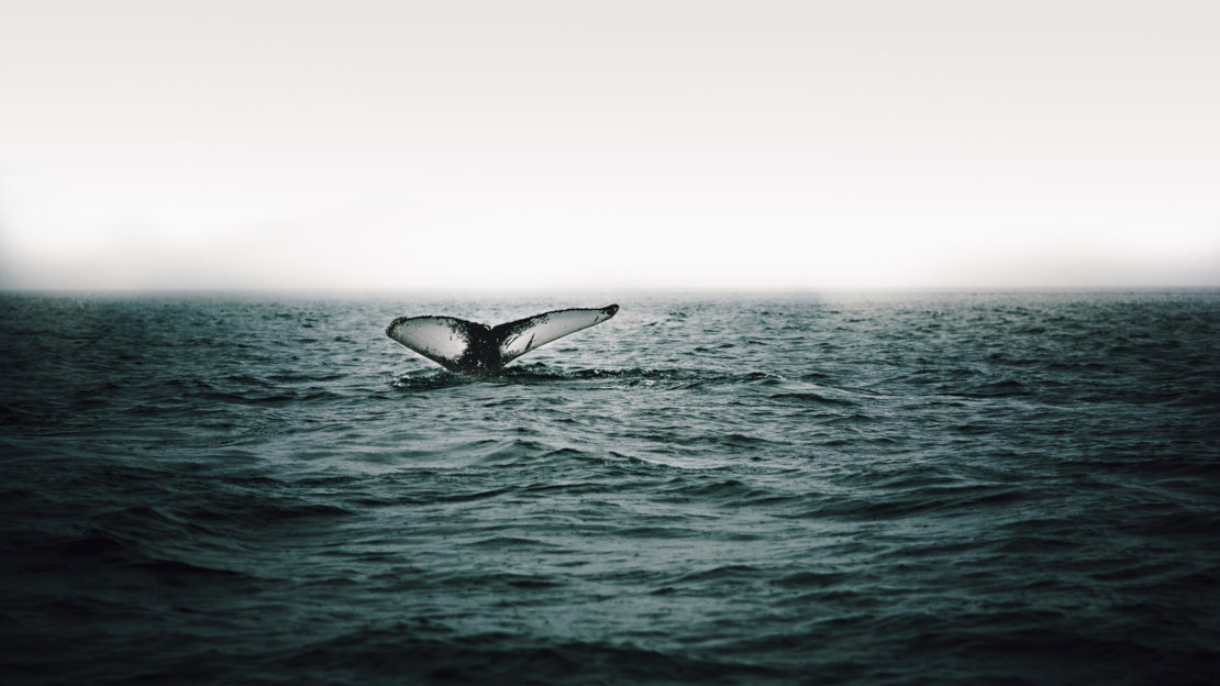 Baleine à Tadoussac